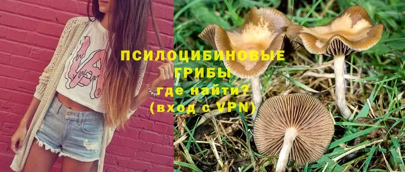 Псилоцибиновые грибы MAGIC MUSHROOMS  нарко площадка как зайти  Кологрив  купить наркотики сайты 